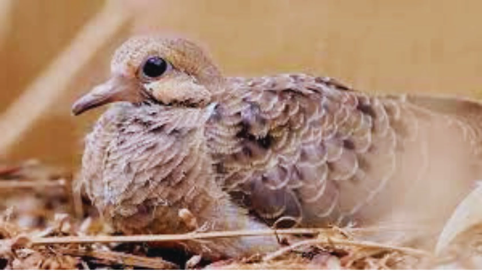 Where Do Mourning Doves Sleep