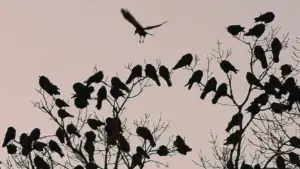 Why Do Crows Gather? 5 Surprising Reasons Unveiled! - Chirper Birds