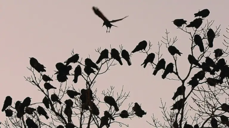 Why Do Crows Gather? 5 Surprising Reasons Unveiled! - Chirper Birds