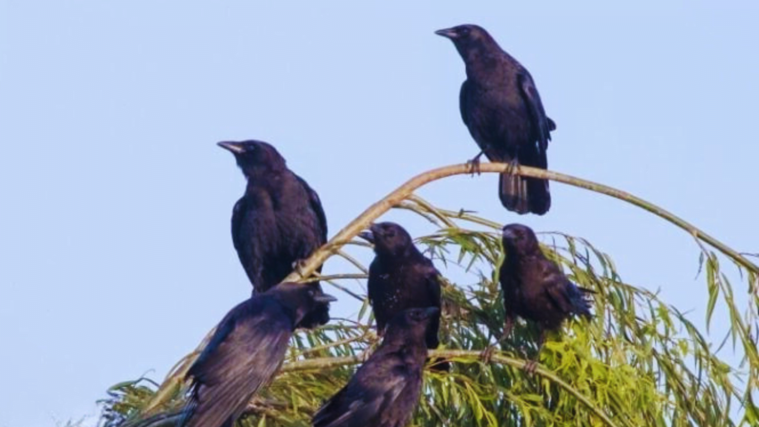 Why Do Crows Gather? 5 Surprising Reasons Unveiled! - Chirper Birds