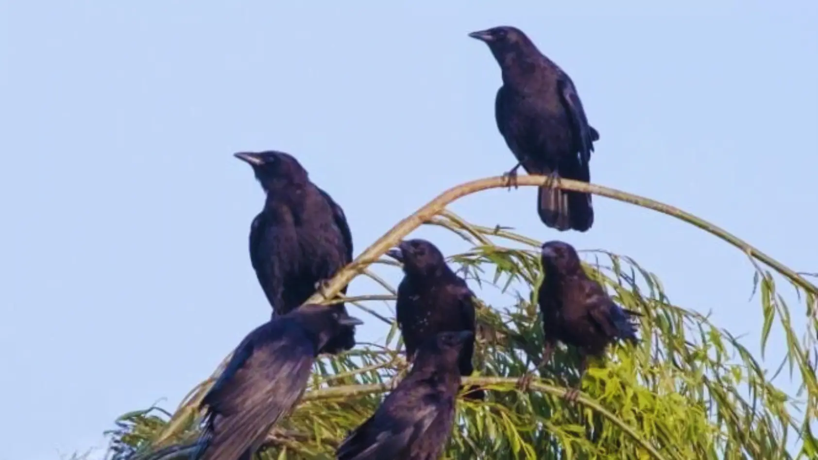 Why Do Crows Gather