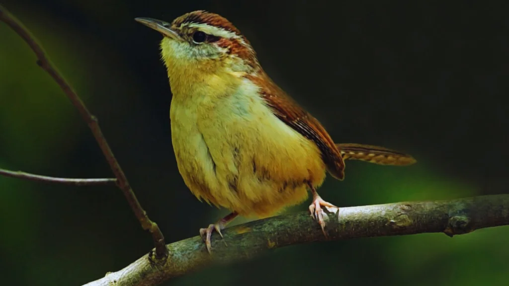 Wren Symbolism