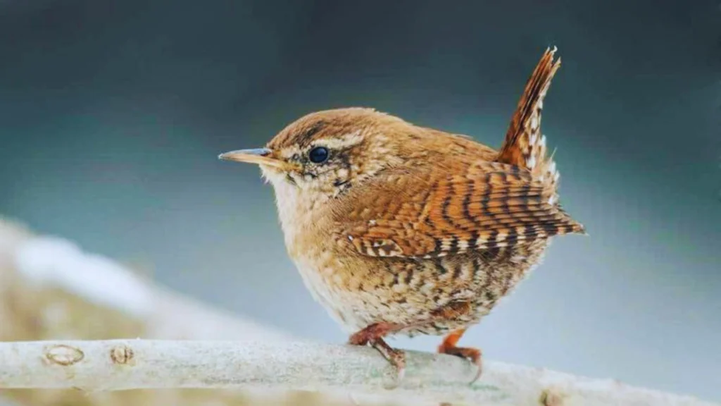 Wren Symbolism