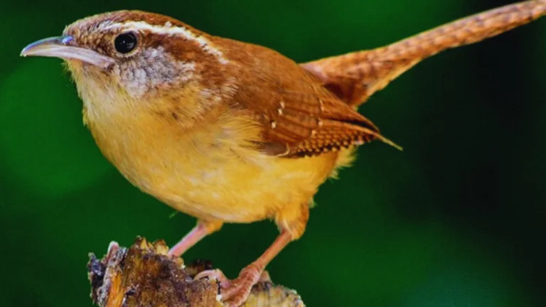 Wren Symbolism