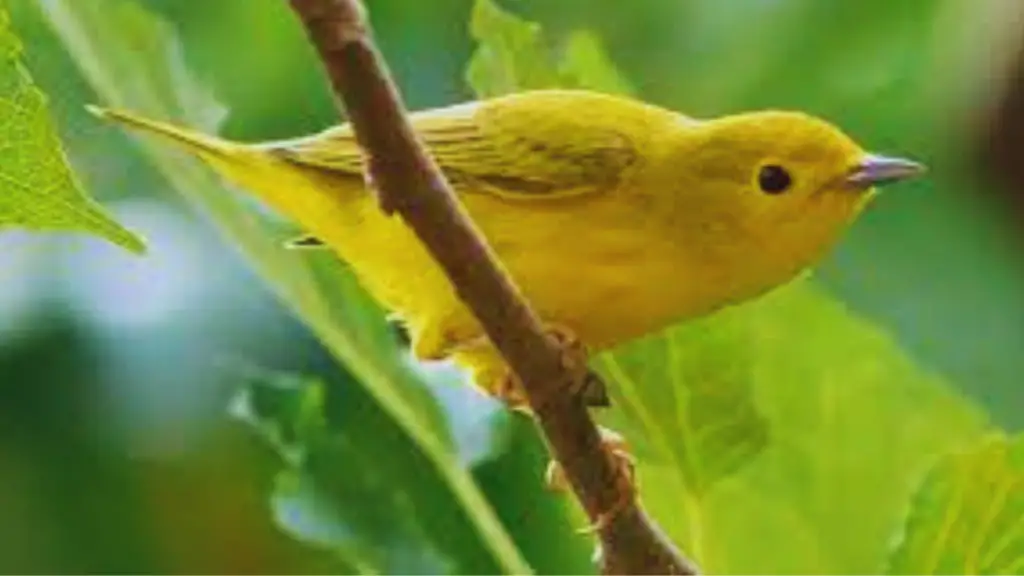 Yellow Birds in Texas