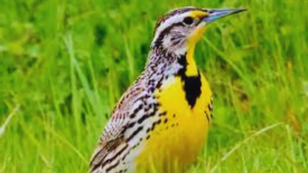 Yellow Birds in Texas