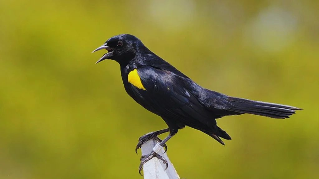 Yellow Winged Blackbird