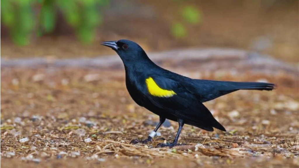Yellow Winged Blackbird