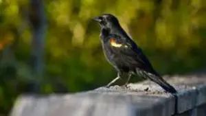Yellow Winged Blackbird