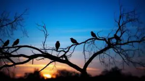birds chirping at night spiritual meaning