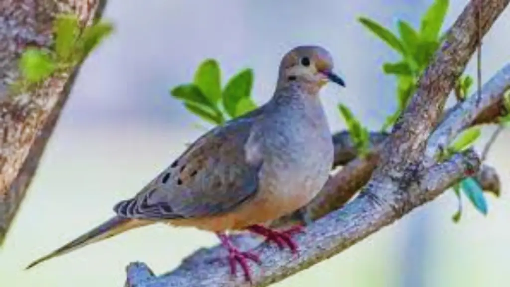 doves birds