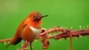Minnesota Hummingbirds