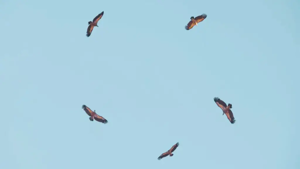 Birds Flying in Circles
