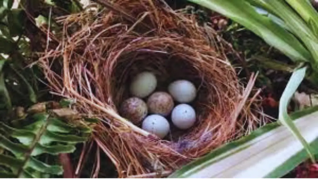 House Finch Nests