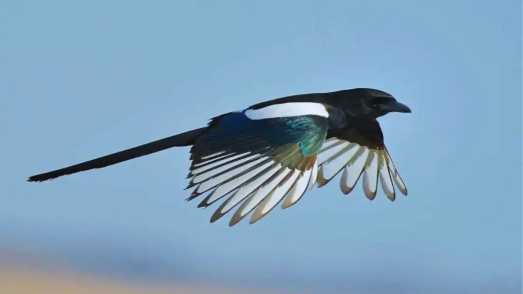 Black Bird With White Stripe On Wing 7 Fascinating Facts Chirper Birds