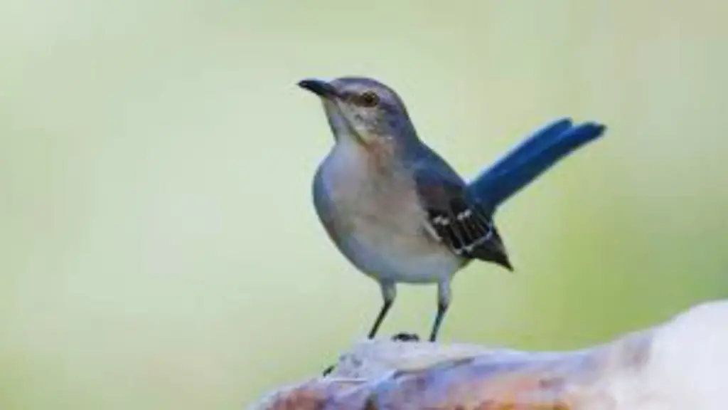 what is the spiritual meaning of a mockingbird