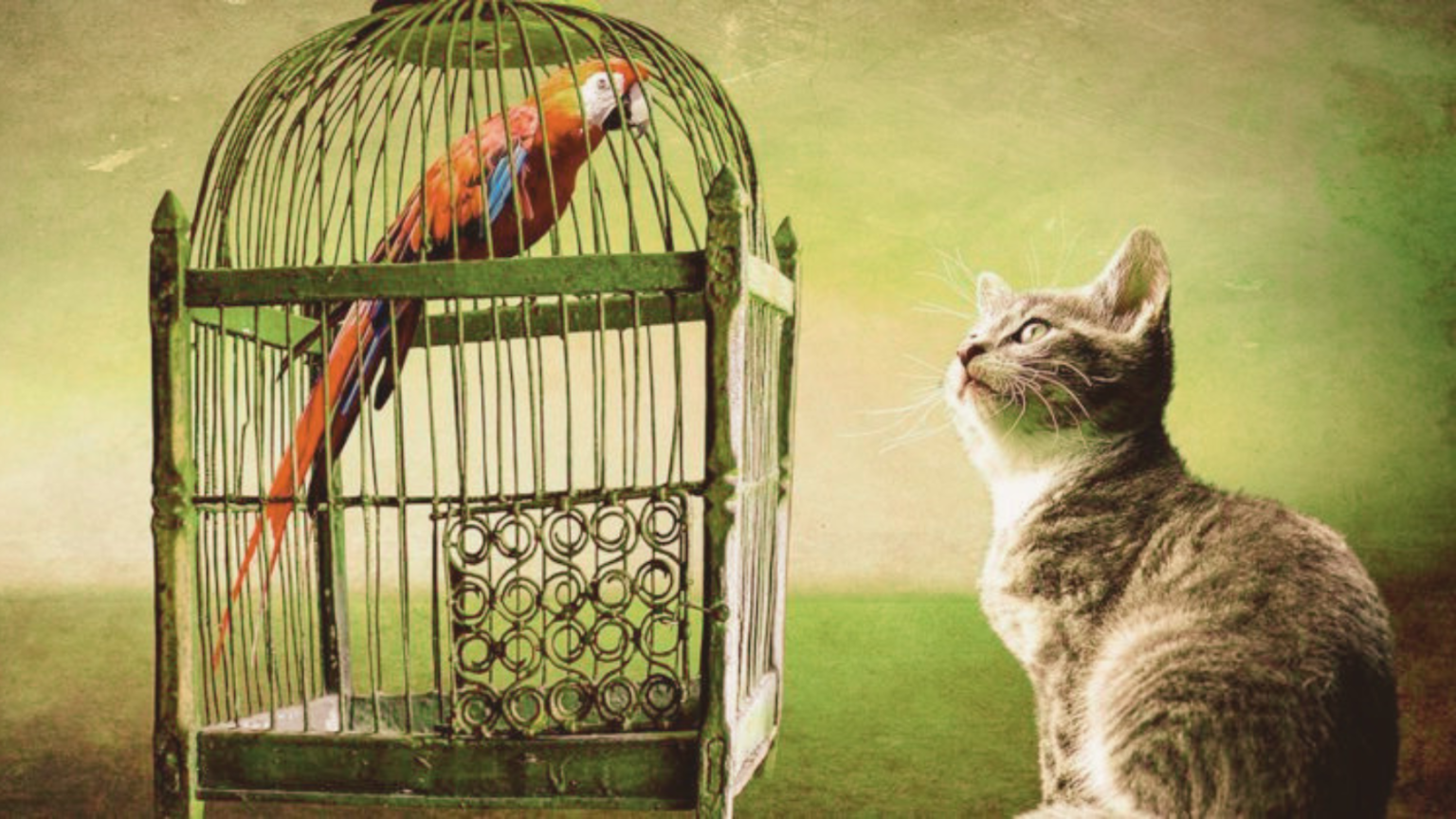 Is Your Bird Safe? Discover the Top 5 Cat Proof Bird Cages Today