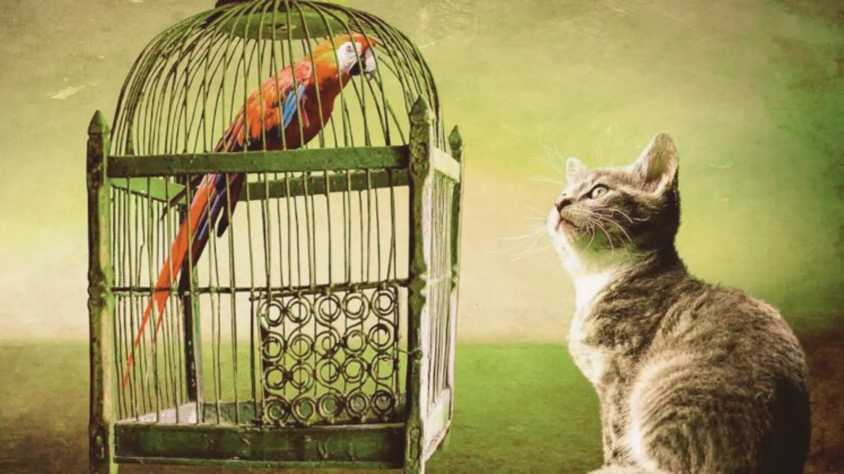 Cat Proof Bird Cages