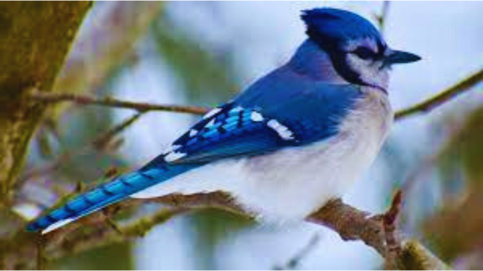 What Sound Does A Blue Jay Make? Captivating Calls Of The Colorful