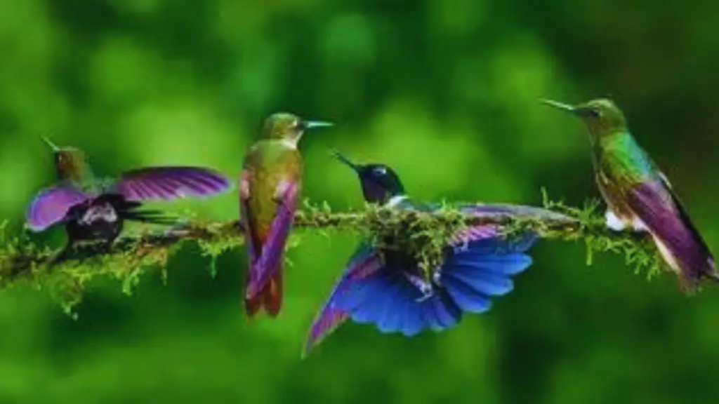 A Charm of Hummingbirds