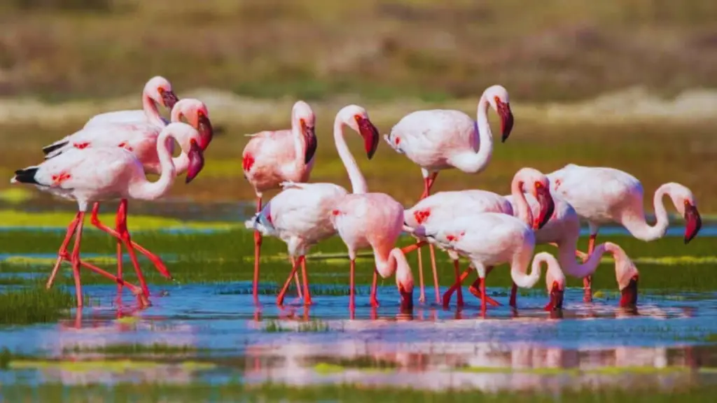 A Flamingo Flamboyance