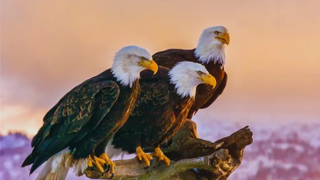 A Congregation of Eagles