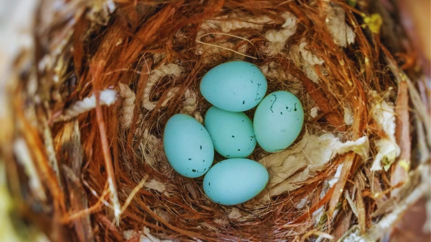 5 Fascinating Facts About House Finch Eggs That Will Amaze You