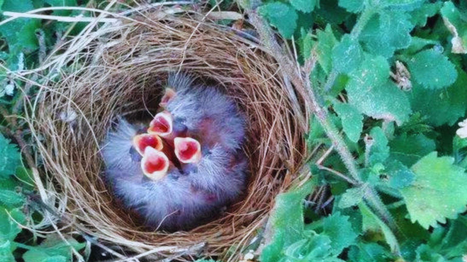 5 Fascinating Facts About House Finch Eggs That Will Amaze You