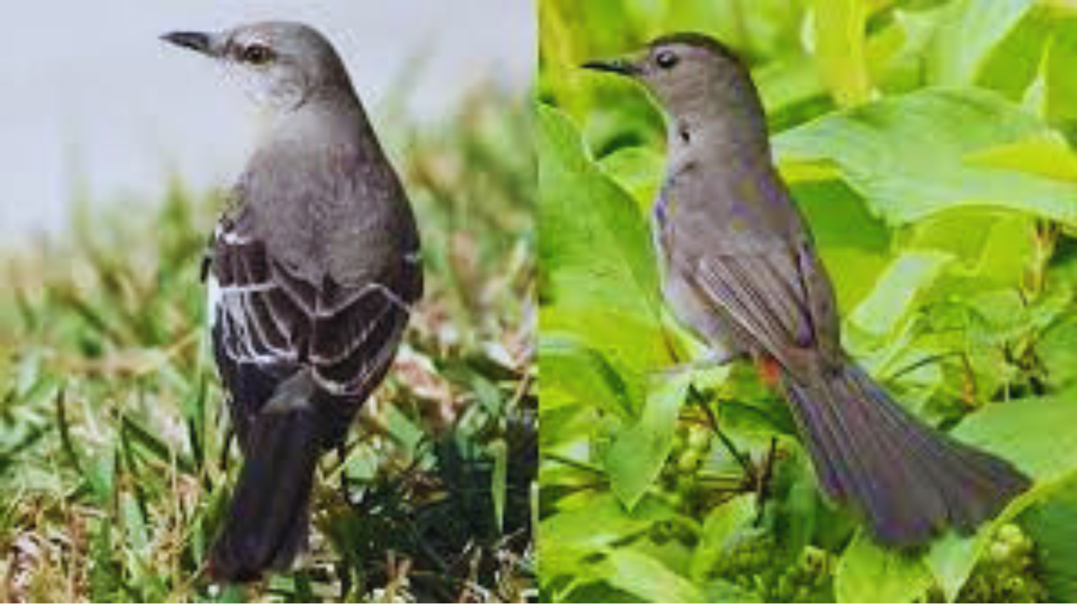 Mockingbird Vs Catbird A Tale Of Two Songsters And Their Unique Tunes