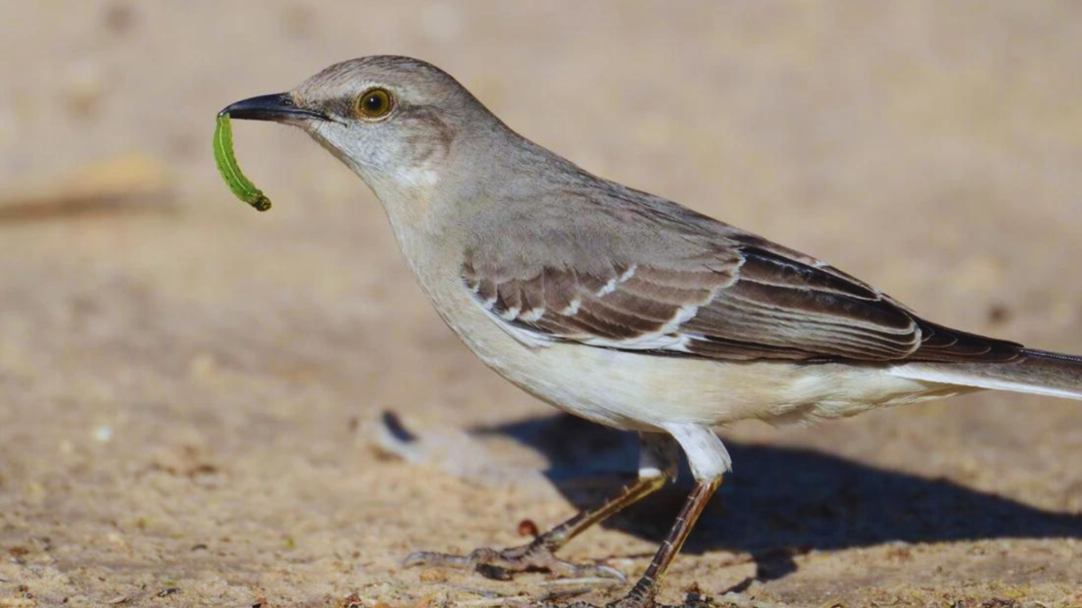 7 Surprising Facts About Mockingbird Eggs! Chirper Birds