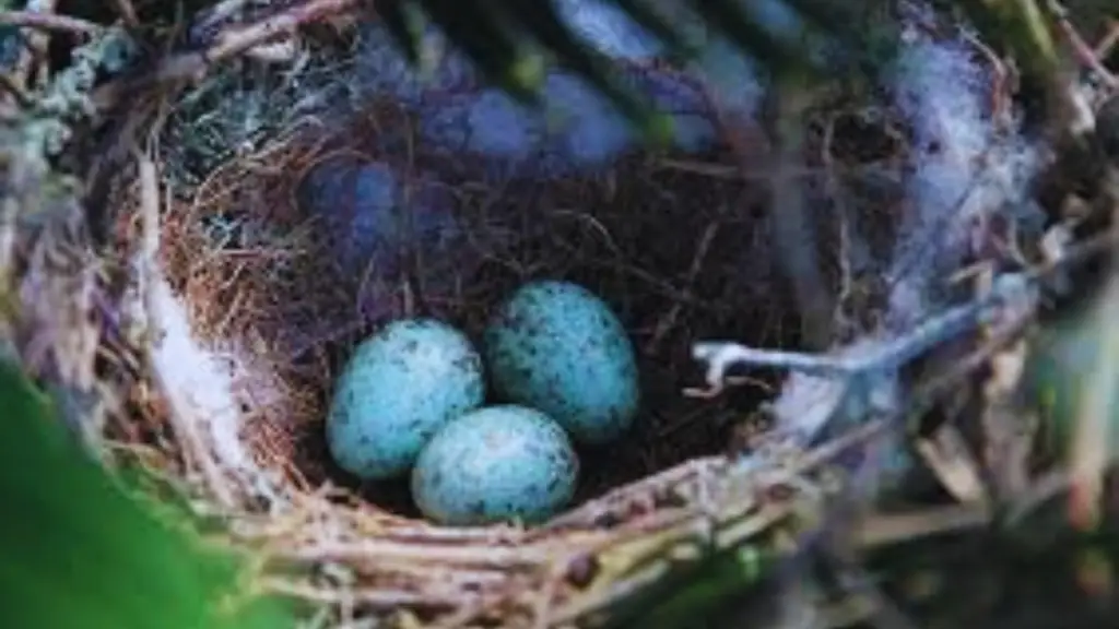 Mockingbird eggs