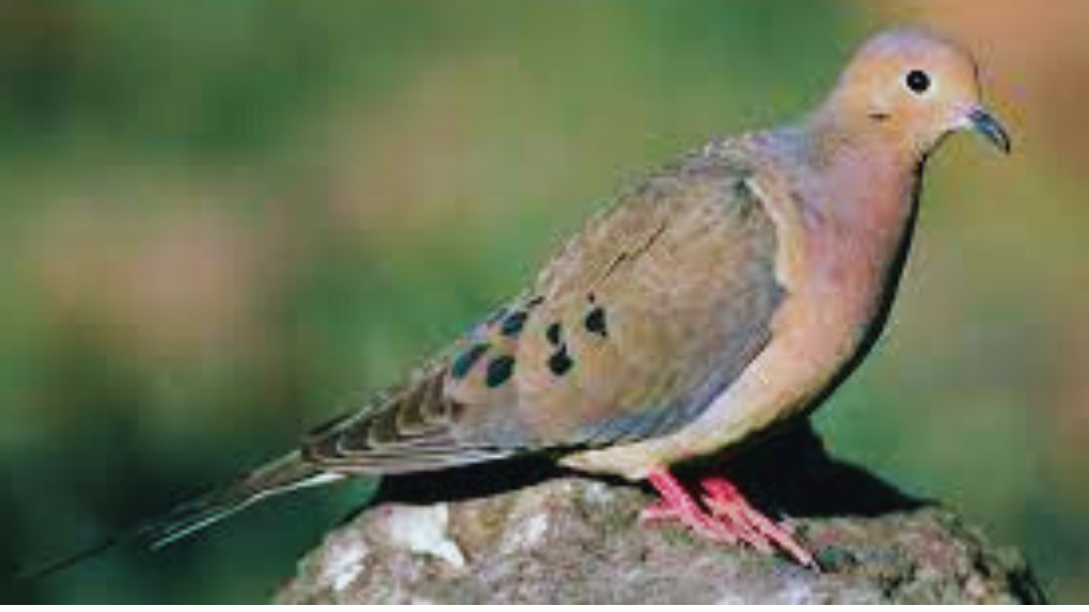 5 Surprising Meanings Behind Mourning Dove Symbolism Chirper Birds