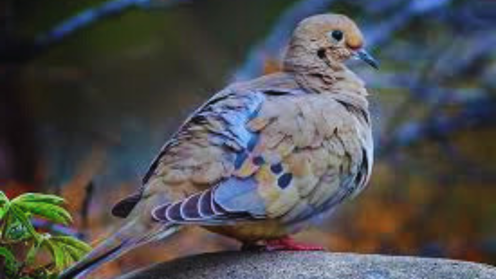 7 Surprising Mourning Dove Meanings You Didn't Know! Chirper Birds