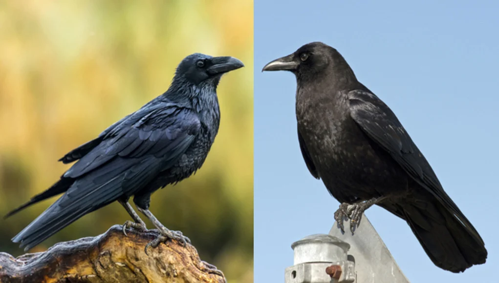Blackbirds vs. Crows