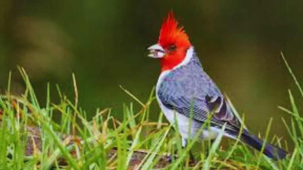Red Headed Birds in Hawaii