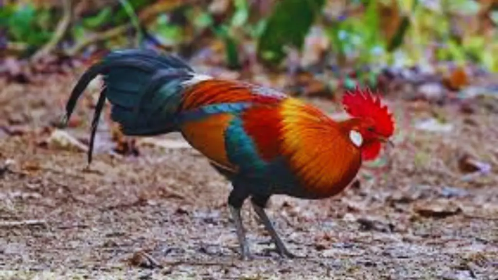 hawaiian birds red head