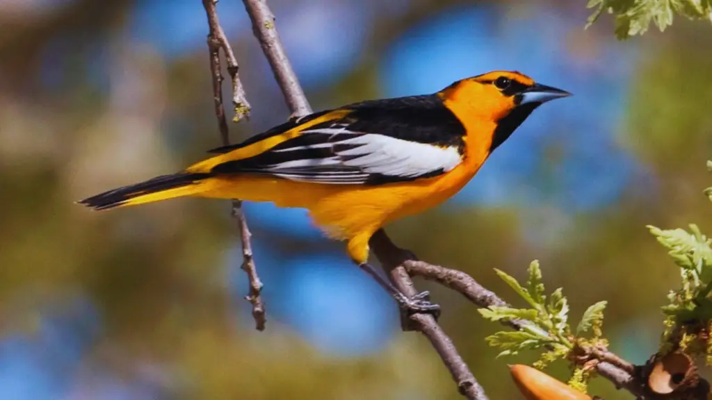 Sounds of an Oriole