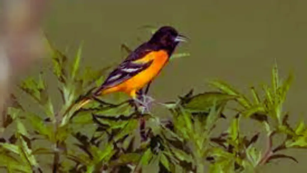 Sounds of an Oriole