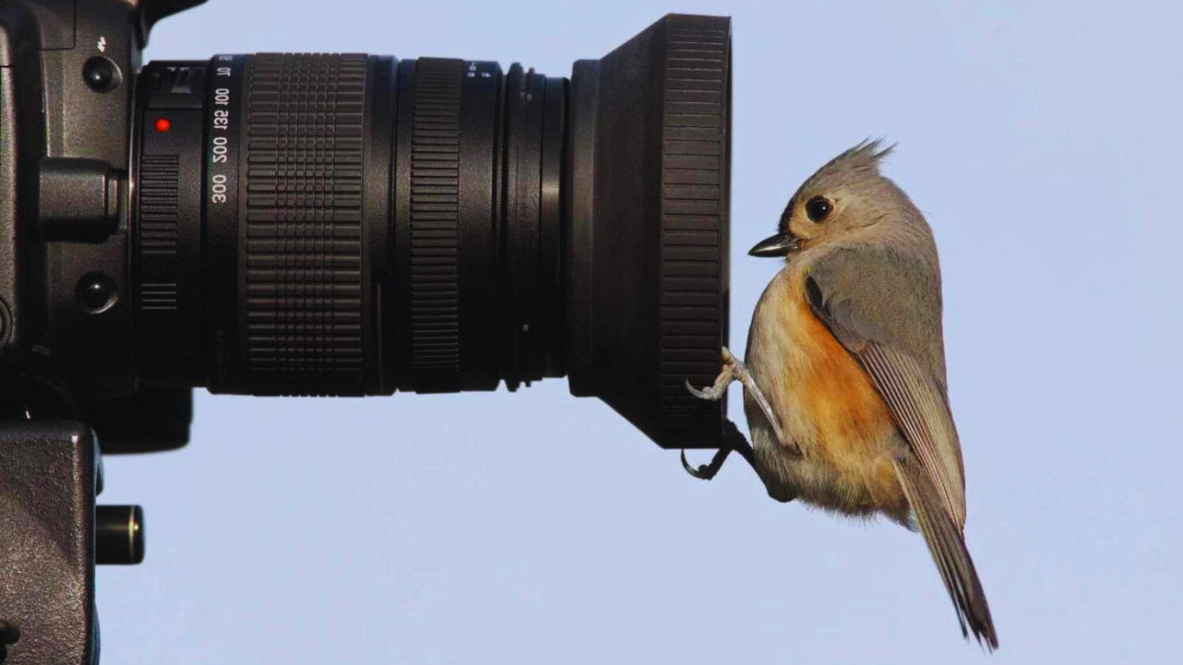 Superzoom Camera For Birding