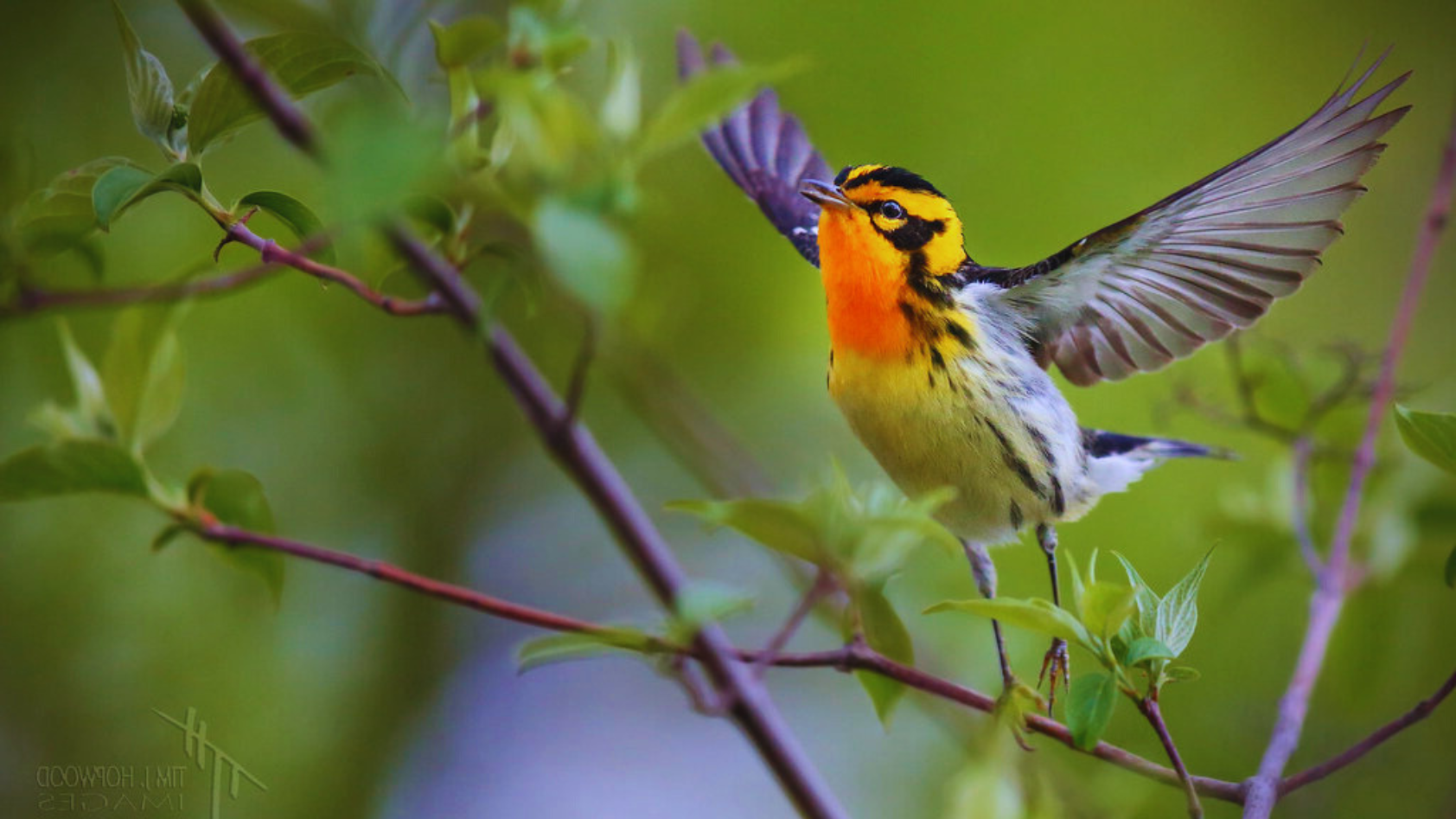 5 Mind-Blowing Facts About Warbler Sounds You Didn't Know! - Chirper Birds