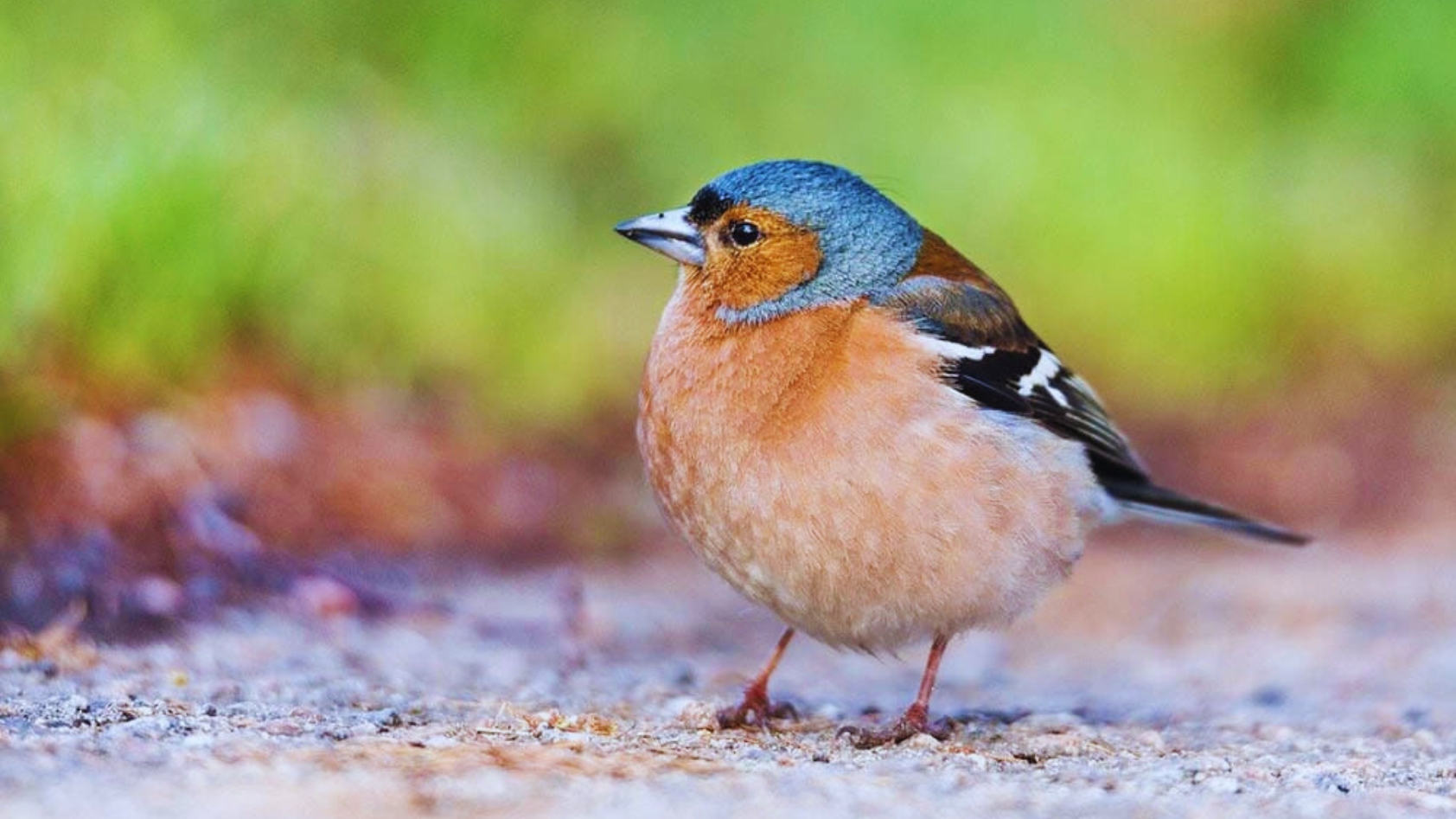 What Do Finches Eat? 1 Food Finches Crave for Happiness! Chirper Birds