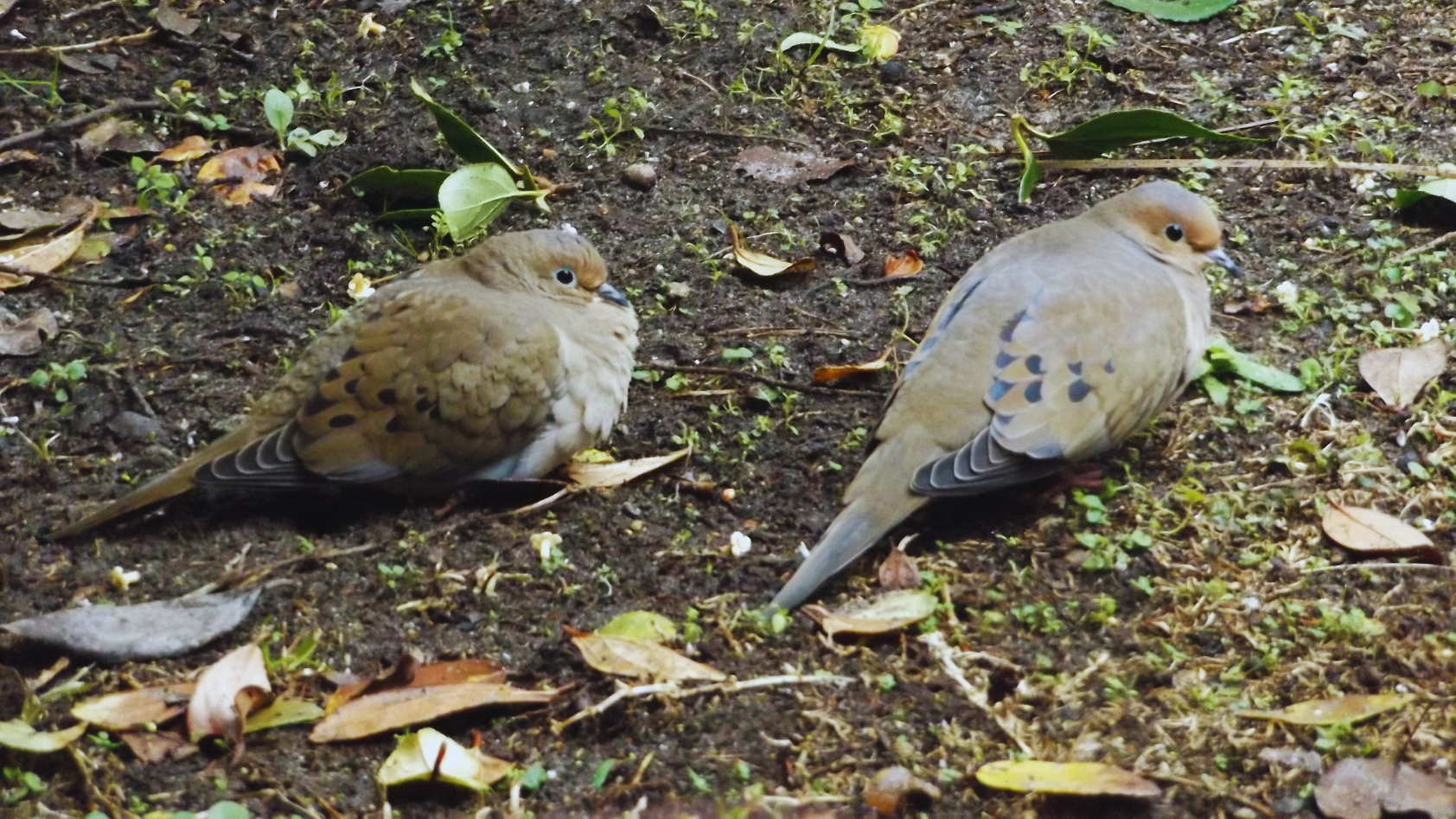 What Do Mourning Doves Eat? Exploring The Culinary Choices Of Peaceful