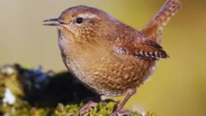 What Does a Wren Sound Like?