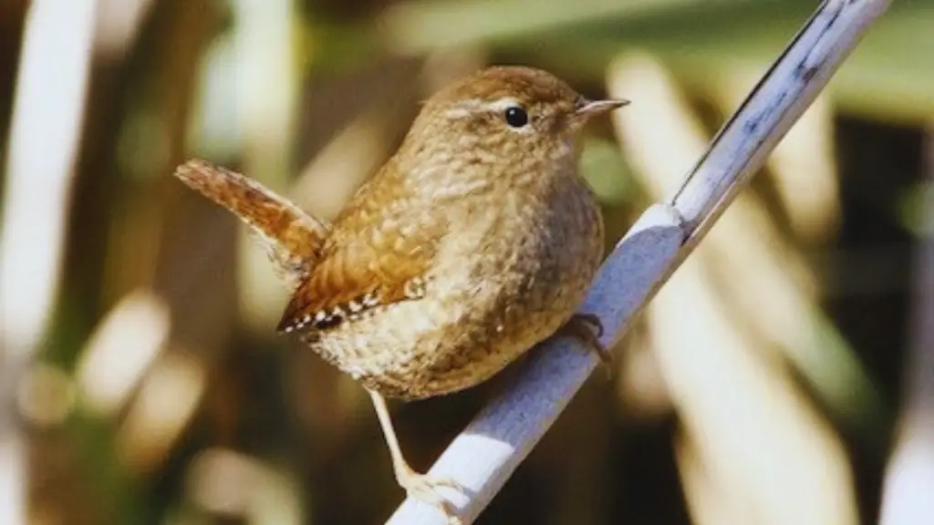 What Does a Wren Sound Like