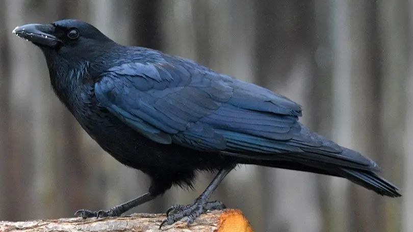 Blackbirds vs. Crows