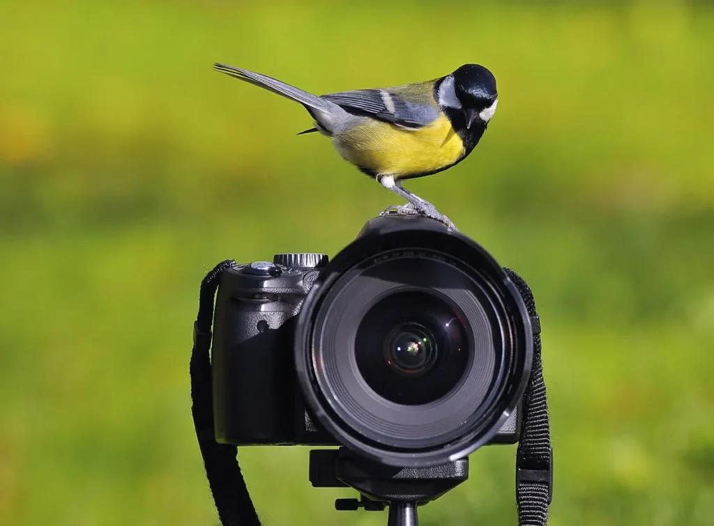 Superzoom Camera For Birding