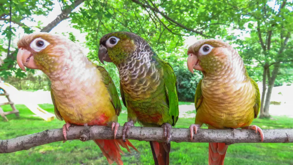 2023 Green Cheek Conure Price Guide How Much Does a Green Cheek Conure