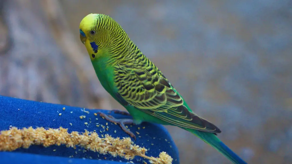 how long do parakeets live