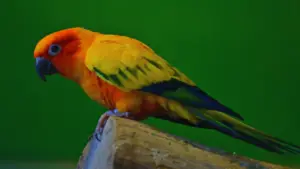 how long do parakeets live