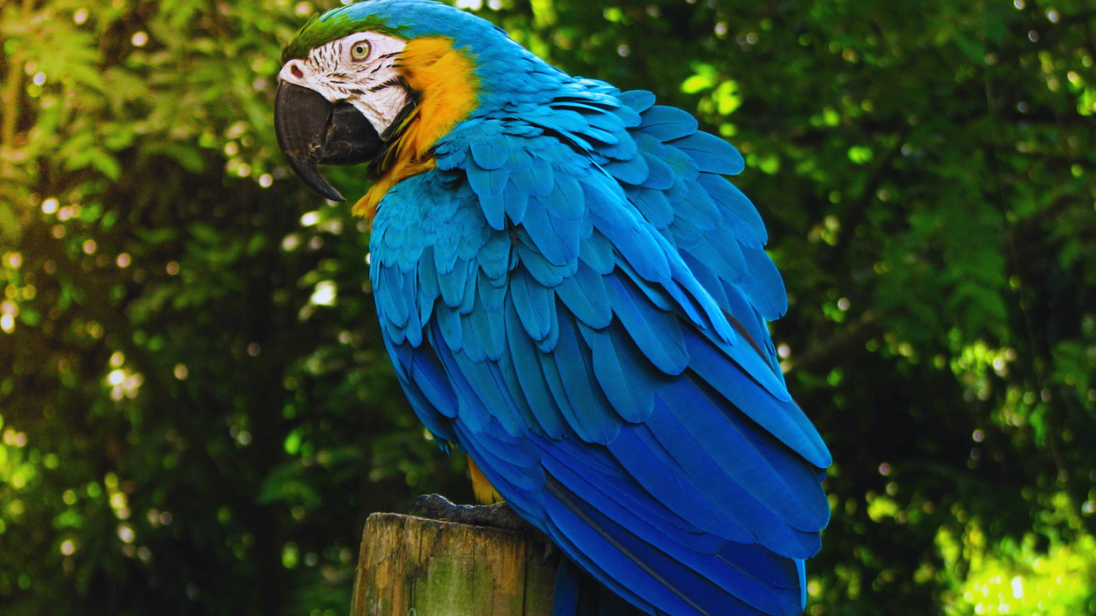 2023 Hyacinth Macaw Price Guide: How Much Does a Hyacinth Macaw Cost ...